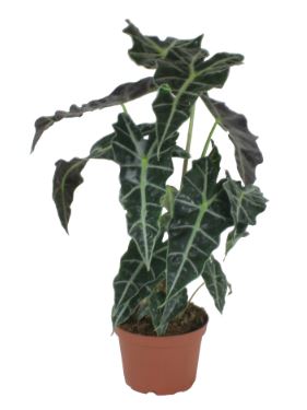 Polly Alocasia